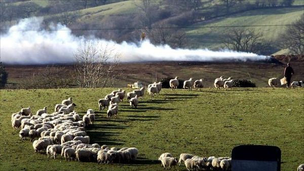 Sheep lined up for burning, BBC News; click for full picture